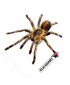 1837 Death Spider elkadart flight